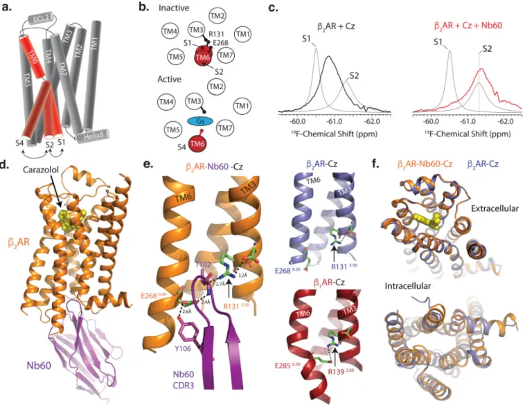 Figure 2. Nb60 stabilizes the S2 inactive state by coordinating the β 2 AR ionic lock
