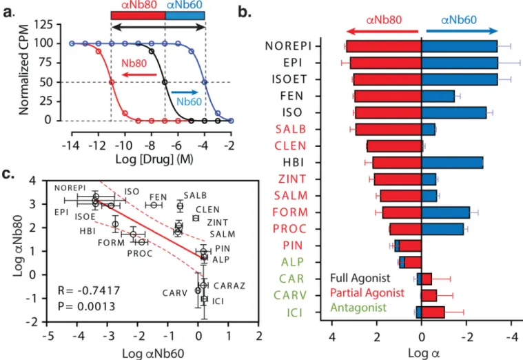 Figure 3. Nb60 and Nb80 have varying effects on the affinity of different β 2 AR ligands (a) Schematic depicting the use of equilibrium radioligand binding studies to quantify the  cooperativity (α) between Nb60 or Nb80 binding and ligand affinity (see met