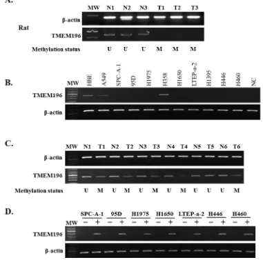 Figure 2: Epigenetic inactivation of TMEM196 in a rat cancer model and human tissues and cell lines