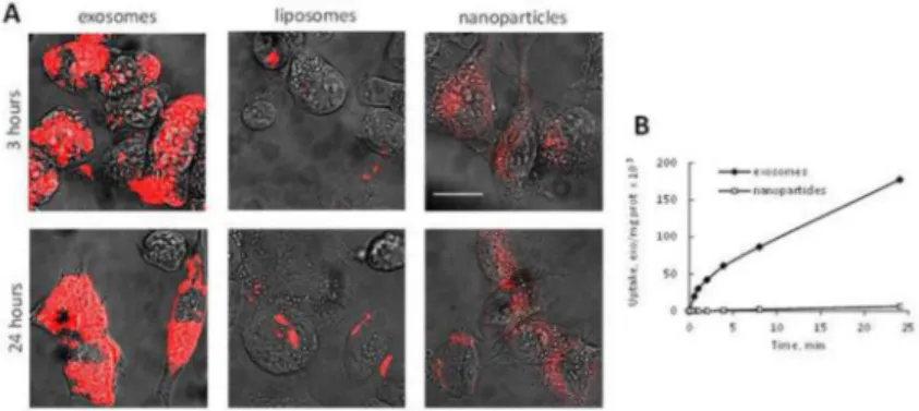 Figure 2. A profound accumulation of exosomes in 3LL-M27 cells in vitro