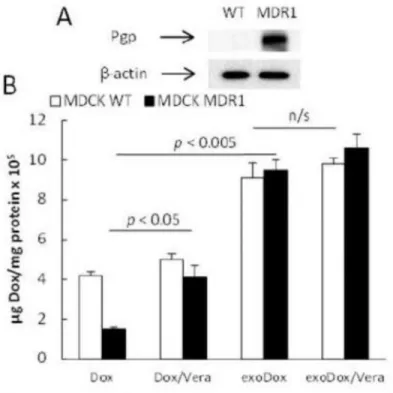 Figure 3. Effect of Pgp inhibition on Dox accumulation in MDR and sensitive cancer cells The accumulation of free Dox or exoDox in MDCK MDR1  and MDCK WT  cells was studied  in cell lysates