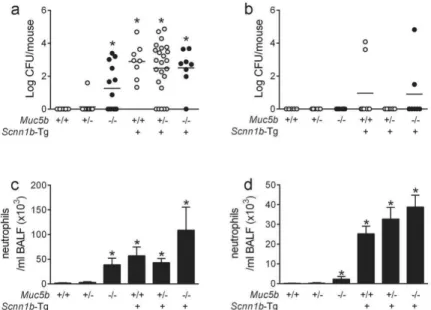 Figure 5. Deletion of Muc5b or Muc5ac does not affect bacterial burden or ameliorate airway  inflammation in Scnn1b-Tg mice