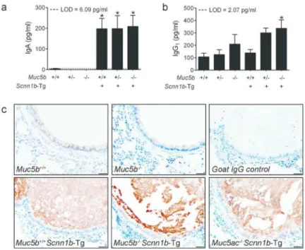Figure 8. Airway mucus hyperconcentration/adhesion stimulates IgA secretion