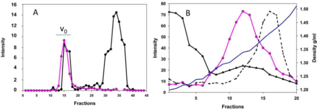 Figure 1. Two-step isolation of the mucin protein complexes from HBE secretions