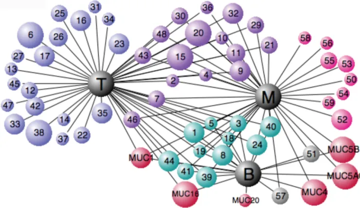 Figure 2. Airway mucin interactome map
