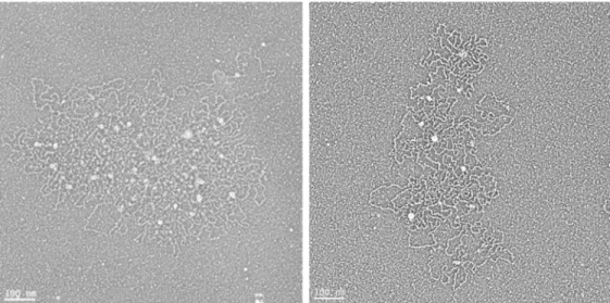 Figure 5. Organization of compact mucins in complex with other proteins under physiological  and dissociative conditions, as observed with electron microscopy