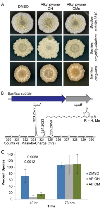 FIG 6 Alkylpyrone biological activity. (A) Phenotypic changes in Bacilli in response to alkylpyrones
