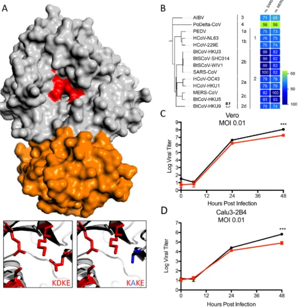 FIG 1 NSP16 is highly conserved in the CoV family. (A) MERS-CoV NSP16-NSP10 complex. Shown is NSP16 (gray) highlighting the conserved KDKE motif (red) required for 2=O-MTase activity