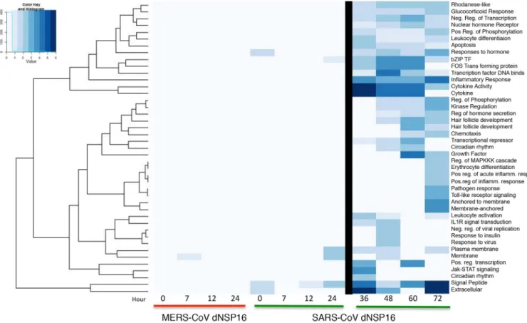 FIG 2 dNSP16 mutant MERS-CoV infection produces minimal changes in early host responses