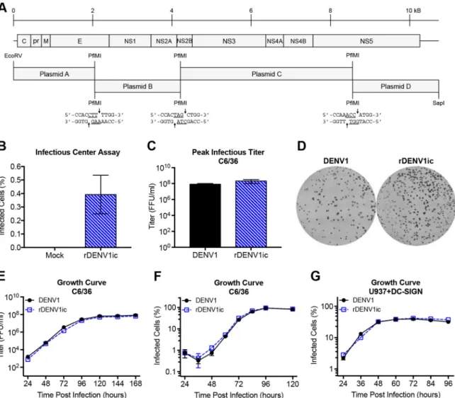 FIG 1 DENV1 infectious clone design, characterization, and growth. (A) Structure of DENV1 viral genome and division into the four subgenomic fragments designated plasmids A (nucleotides [nt] 1 to 2052), B (nt 2053 to 4215), C (nt 4216 to 8563), and D (nt 8