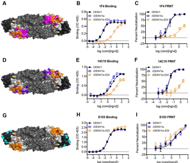FIG 5 rDENV1ic-EDI loses binding and neutralization to EDI DENV1 serotype-speciﬁc MAbs