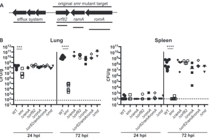FIG 2 Schematic of smr targeted region and in vivo phenotypes of mutants. (A) Schematic depicting open reading frames within or adjacent to the smr target region (not to scale)