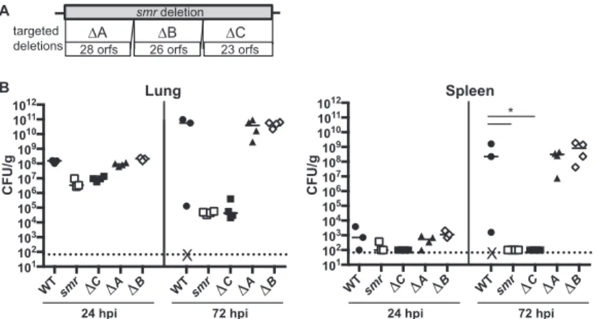 FIG 3 The smr mutant phenotype is recapitulated by a smaller targeted deletion. (A) Schematic depicting targeted subregions of the smr mutant (not to scale)