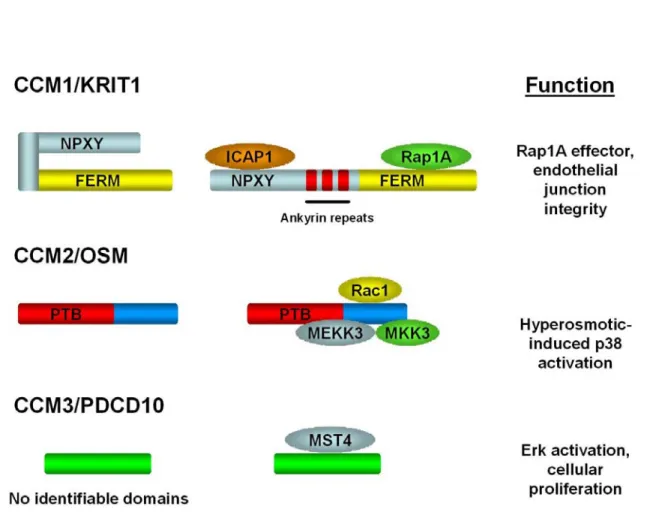Figure 1.1:  Domain structure, interacting proteins, and known function of CCM1,  CCM2, and CCM3