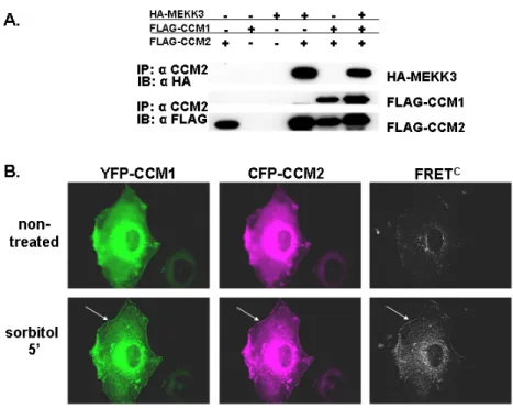Figure 3.2:  CCM1 associates with CCM2. (A) CCM1 is identified in a ternary  complex with CCM2 and MEKK3