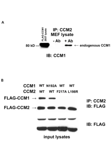 Figure 3.3:  The CCM1/2 interaction is dependent on the CCM2 PTB domain. (A)  Endogenous CCM1 co-immunoprecipitates with endogenous CCM2