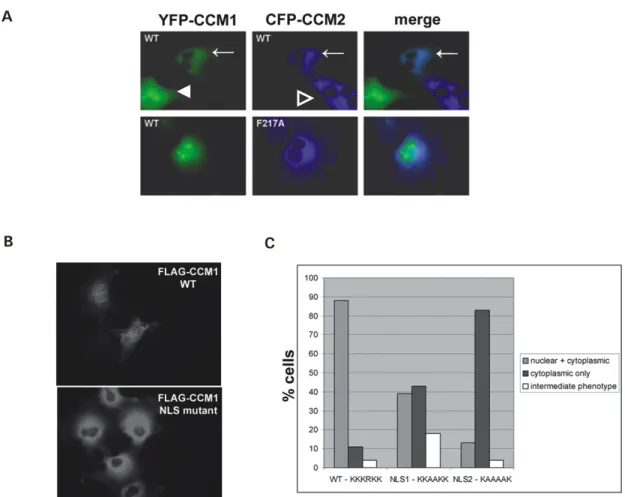 Figure 3.4:  CCM1 subcellular localization is influenced by CCM2 and by a CCM1  NLS. (A) The CCM2 PTB domain regulates CCM1 localization