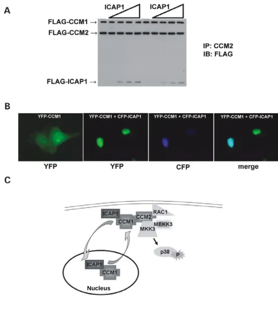 Figure 3.5:  ICAP1 associates with CCM1 and CCM2 and sequesters CCM1 in  the nucleus. (A) ICAP1 does not compete with CCM2 for binding to CCM1, but is  a member of a ternary complex with CCM1 and CCM2
