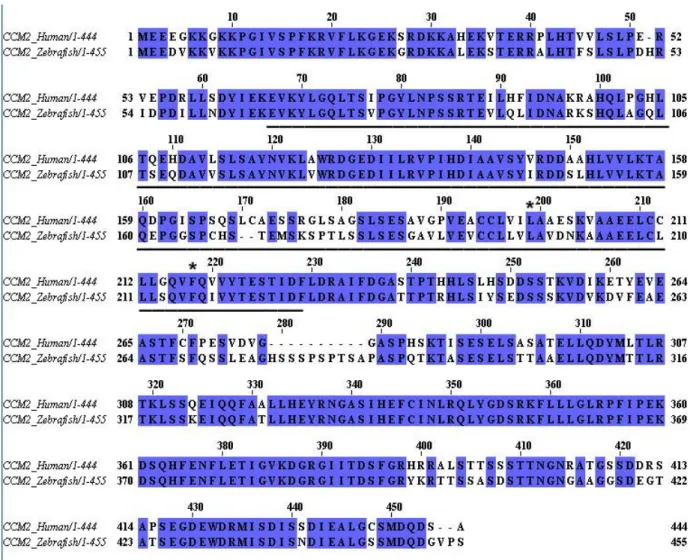 Figure 4.1:  The Danio rerio CCM2 homolog.  T-Coffee alignment (EMBL-EBI) of  the human CCM2 amino acid sequence (Accession NP_113631) and the Danio  rerio CCM2 amino acid sequence (Accession NP_001002315)