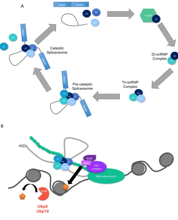 Figure 1: (A) U6 in the splicing reaction. U6 enters the spliceosome bound to U4 in the Tri-snRNP  complex, interacts with U2 and the 5’ splice site of the intron to catalyze the splicing reaction, and is  released along with U2 and U5