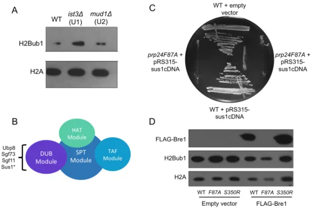 Figure 4: (A) Western blot comparing levels of H2Bub1 in yeast in which a nonessential splicing  protein has been deleted
