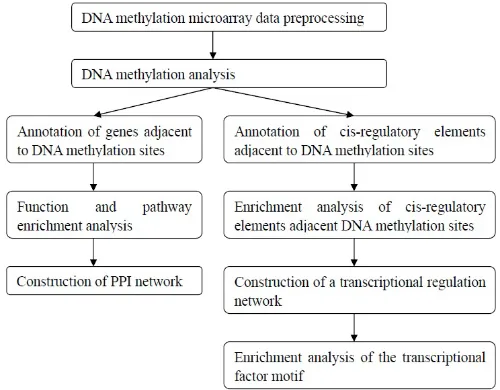 Figure 7: The bioinformatics analysis flowchart of the DNA methylation microarray detection results