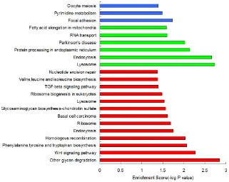 Figure 1: The pathway enrichment analysis results of aberrantly methylated genes in the promoter region