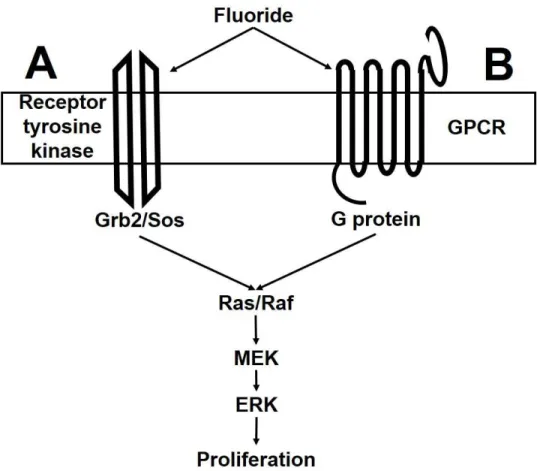 Figure 1.1: Fluoride action hypotheses 