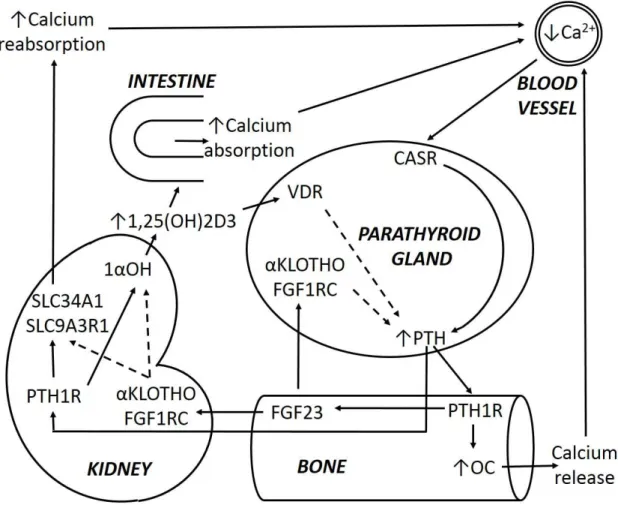 Figure 1.4: Bone-Parathyroid-Kidney (BPK) axis 