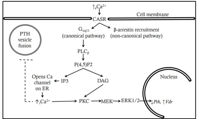 Figure 1.5: CASR signaling cascade 