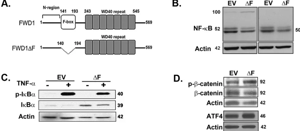 Figure 1: Dominant-negative expression of β-TrCP1/FWD1 disrupts NF-κB signaling in myeloma cells
