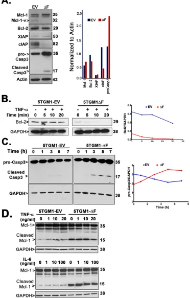 Figure 5: 5TGM1-∆F myeloma cells exhibit constitutive upregulation of proapoptotic factors