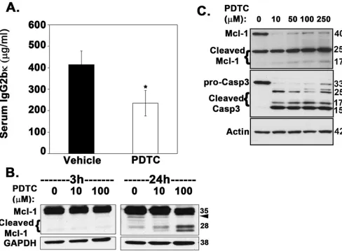 Figure 6: Inhibition of β-TrCP by PDTC significantly reduces overall tumor burden in myeloma-bearing mice