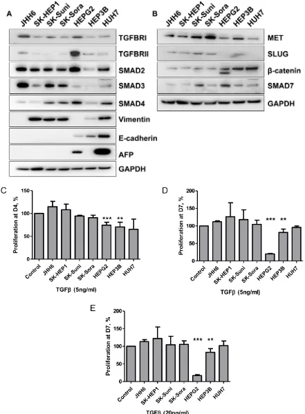 Figure 1: Characterization of HCC cell lines. A. Protein levels of TGFBR1, TGFBR2, SMAD2, SMAD3, SMAD4, AFP, E-cadherin and Vimentin was detected by Western blot in a panel of cell lines; B
