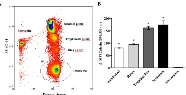Figure 2.5 – LIP increases as parasite matures inside host red blood cell. The LIP of 