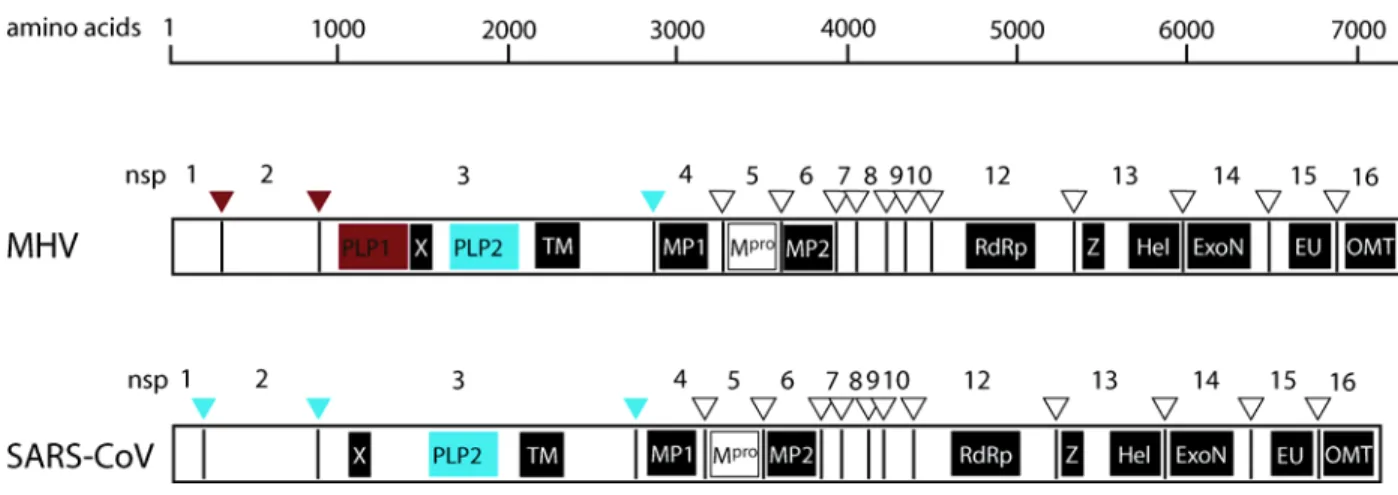 Figure 2.  ORF1ab polyprotein: Proteolytic processing and conserved elements.  