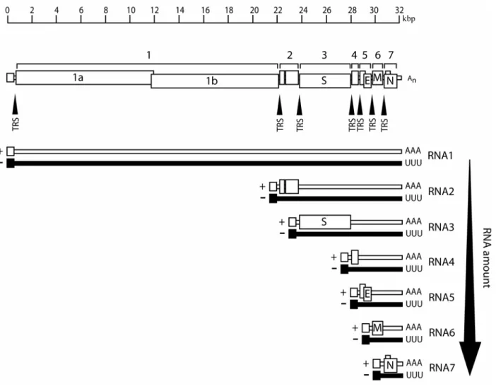 Figure 3.  Expression of ORF2+ from subgenomic RNAs.  A nested set of RNA sharing  co-terminal ends is generated during coronavirus replication for expression of the structural  and accessory proteins