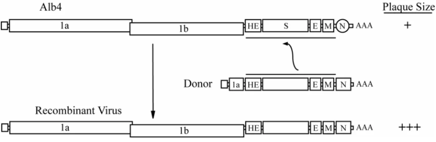 Figure 5.  Initial version of targeted recombination reverse genetics system for  coronaviruses