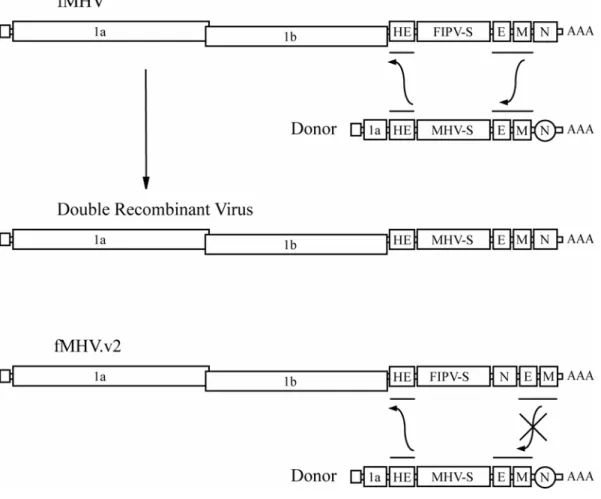 Figure 7.  Rearrangement of structural genes to limit the occurrence of multiple  recombination events