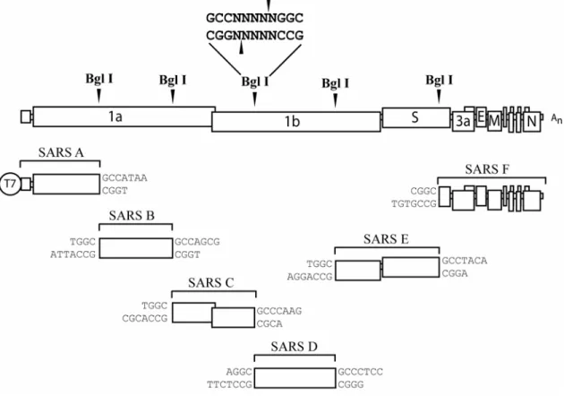 Figure 8.  Multi-component reverse genetics system for SARS-CoV.  cDNA stability in E