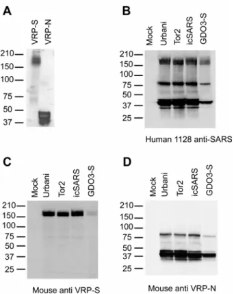 Figure 9. VRP Expression of SARS S and N and VRP-S Induction of Anti-SARS S  Antibody