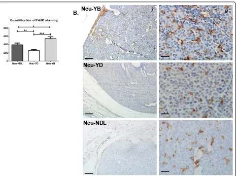 Figure 4 F4/80 staining indicates the Neu-YB strain recruits more macrophages into the tumor parenchyma