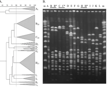 FIG 5 PFGE SmaI macrorestriction proﬁle analysis of S. canis isolates from animal and human infections