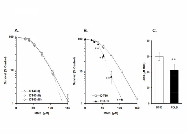 Figure 2-3. Cell survival results for DT40 cells and POLB mutants continuously exposed to MMS