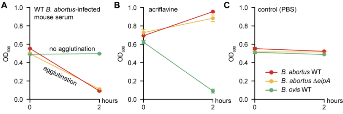 Figure 7: Deletion of eipA does not affect the agglutination phenotype of B. abortus. Strains (wild- (wild-type B