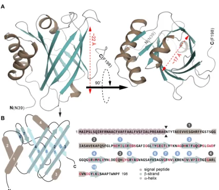 Figure 8: EipA adopts a compact β-barrel structure. A) Left: cartoon representation of the EipA X- X-ray  crystal  structure:  β-strands  are  in  turquoise  and  α-helices  are  in  brown