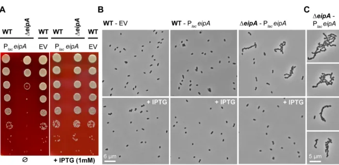 Figure 10: Depletion of eipA expression results in a growth defect and a cell chaining phenotype  in B