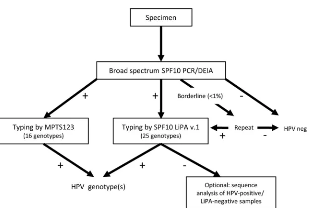 FIG 1 Upgraded HPV testing algorithm. DNA was isolated from cervical scrapes by use of the MagNa Pure LC instrument and subjected to SPFgenotypes) to determine the HPV genotype