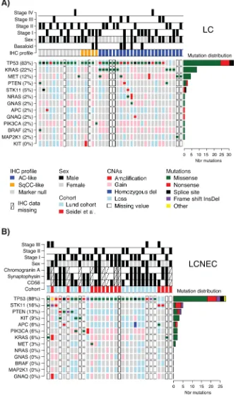 Figure 1: Detected mutations and copy number alterations in LC and LCNEC. A. Detected gene variants and copy number alterations (CNAs) (rows) in 41 LC cases (columns), ordered by immunomarker profile of adenocarcinoma-like (AC-like), squamous cell carcinom