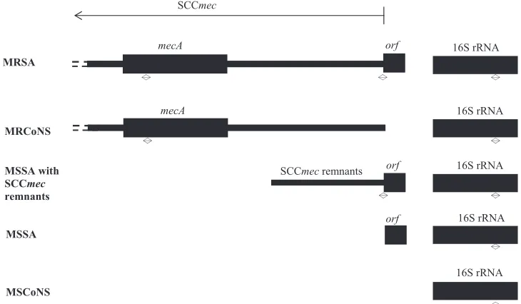 TABLE 1 The real-time PCR primers and probes for the detection of MRSA